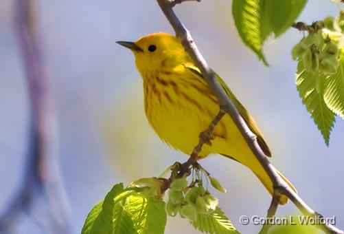 Yellow Warbler_48898.jpg - Yellow Warbler (Dendroica petechia) Photographed near Ottawa, Ontario - the Capital of Canada.